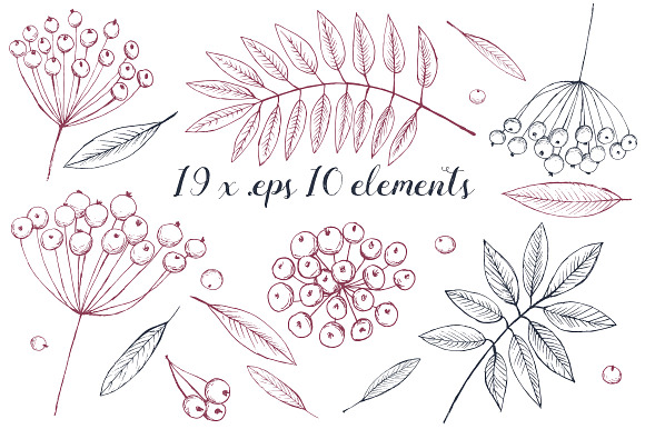 Hand Drawn Rowan Vector Set in Illustrations - product preview 1
