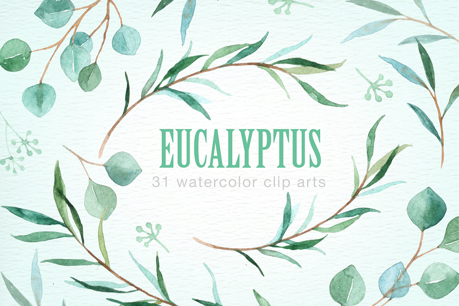 Eucalyptus Leaf Watercolor clipart