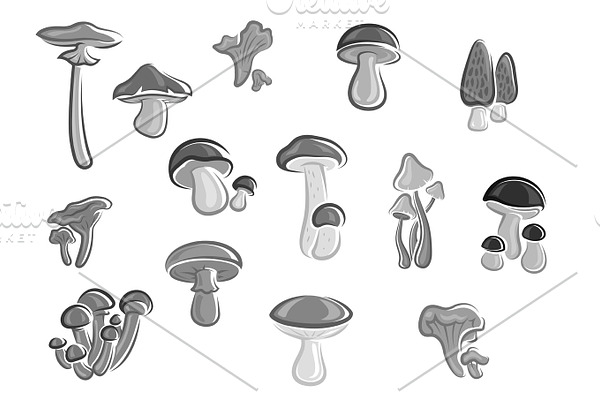Mushrooms edible champignons, morel vector icons