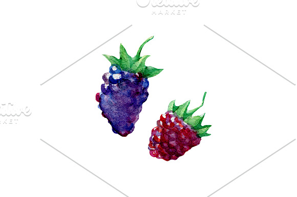 Watercolor berries hand drawn in Illustrations - product preview 4