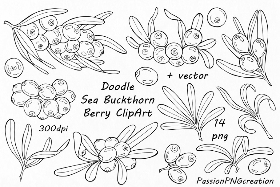 Doodle sea buckthorn berry clipart