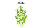 Bacopa ayurvedic aquatic plant isolated on white background.