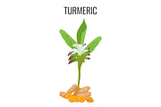 Turmeric ayurvedic herb with rhizomes isolated on white background.