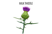 Milk thistle isolated on white background. Blessed milkthistle,