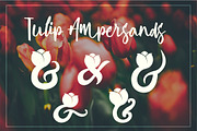 Tulip Ampersands