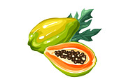 Papaya isolated on white background. Illustration of tropical plant