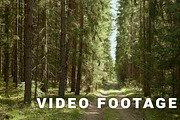 Forest paths. Smooth, slow slider shot. Clean and bright daytime