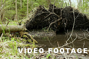 Tree root in the forest. Smooth and slow slider shot.  Clean and bright daytime