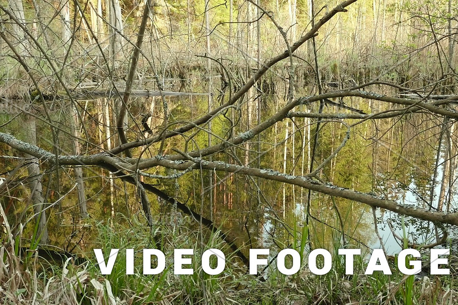 Tree branches in pond in forest. Smooth slider shot. Clean and bright daytime