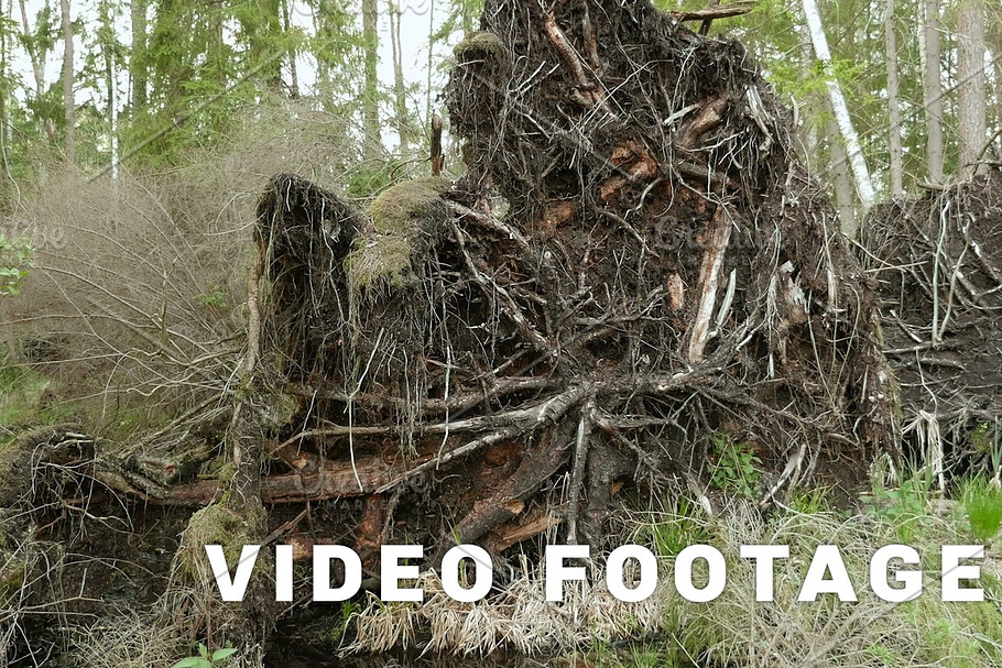 Tree root in the forest. Smooth and slow slider shot.  Clean and bright daytime