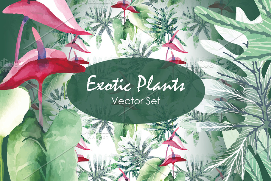 Exotic Plants  - Vector Set