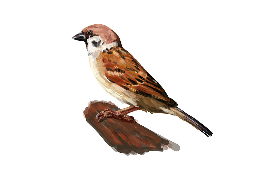 tree sparrow holding on twig in Illustrations - product preview 8