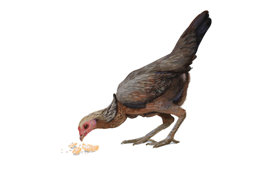 Cock eating on floor in Illustrations - product preview 8