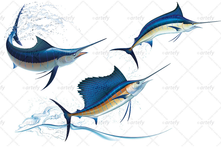 Blue Marlin and Sailfish (3x) in Illustrations - product preview 8
