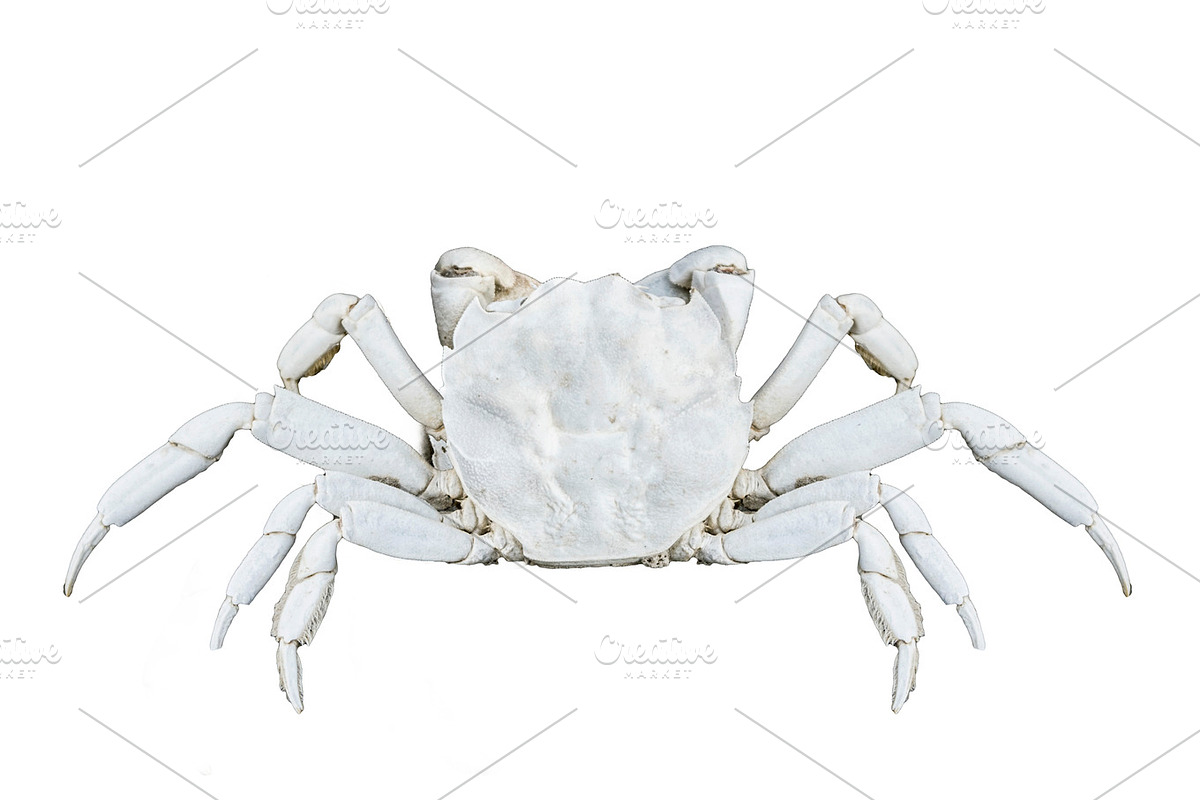 Isolated Crab Top View Shot in Illustrations - product preview 8