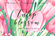 Tulip blossom. Watercolor clip art
