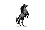 Wild horse racer rearing vector sketch
