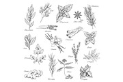 Herbs and spices vector sketch icons