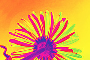 Flower in hyper vivid colours
