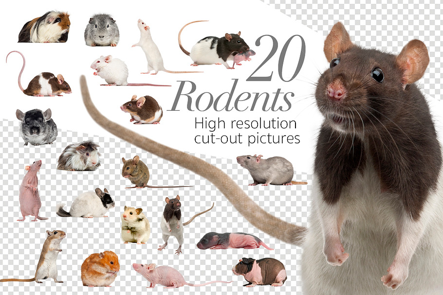 20 Rodents - Cut-out Pictures in Objects - product preview 8