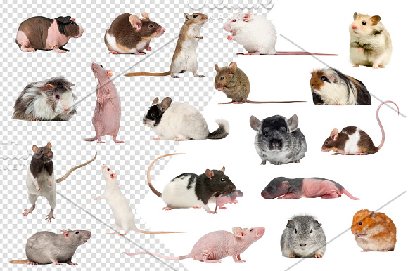 20 Rodents - Cut-out Pictures in Objects - product preview 1
