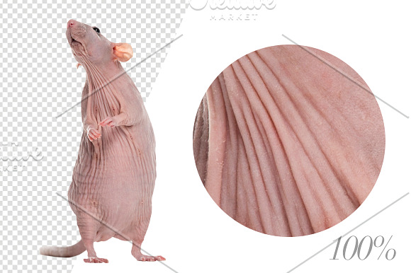 20 Rodents - Cut-out Pictures in Objects - product preview 2