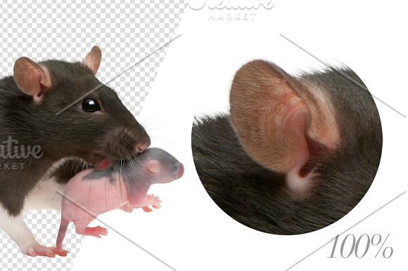 20 Rodents - Cut-out Pictures in Objects - product preview 3
