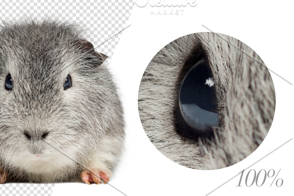 20 Rodents - Cut-out Pictures in Objects - product preview 4
