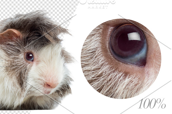 20 Rodents - Cut-out Pictures in Objects - product preview 5