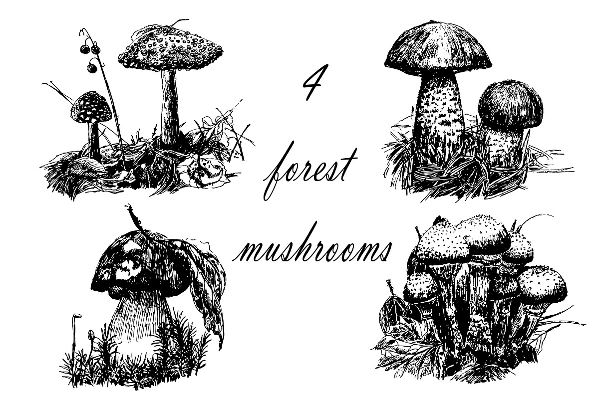 4 vector forest mushrooms in Illustrations - product preview 8