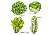 Cabbage and lettuce vegetable isoletad sketch