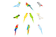 A set of parrots in a flat style.