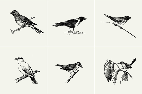 Birds Illustrations in Illustrations - product preview 1