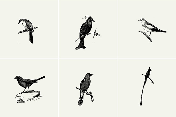 Birds Illustrations in Illustrations - product preview 2