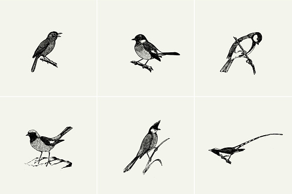 Birds Illustrations in Illustrations - product preview 3