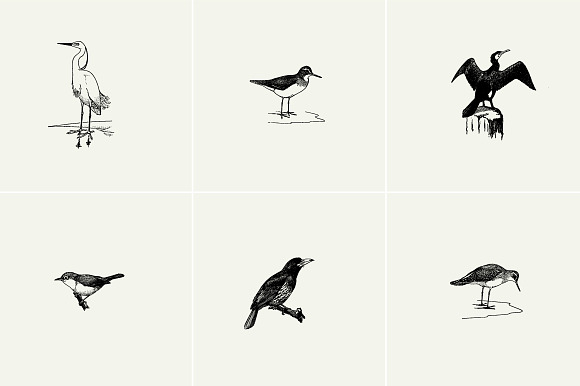 Birds Illustrations in Illustrations - product preview 4