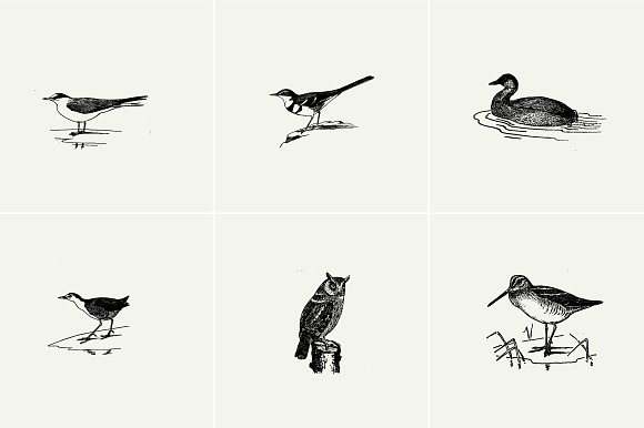 Birds Illustrations in Illustrations - product preview 5