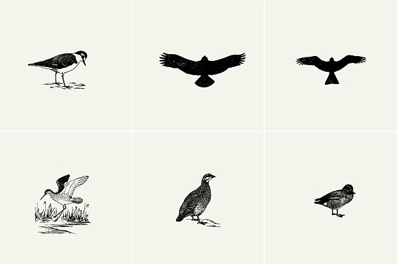 Birds Illustrations in Illustrations - product preview 6