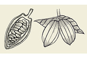 Cacao tree leaves