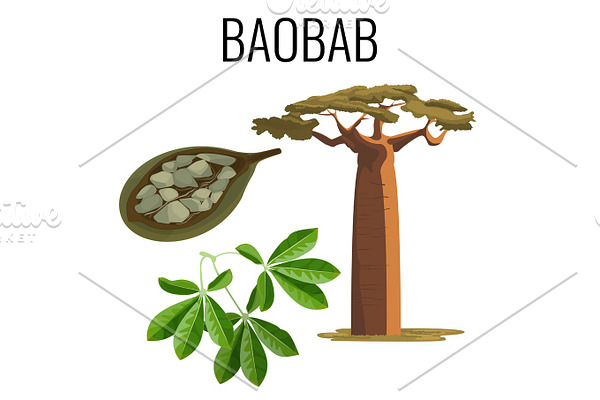 African baobab tree and fruit with seeds color icon emblem