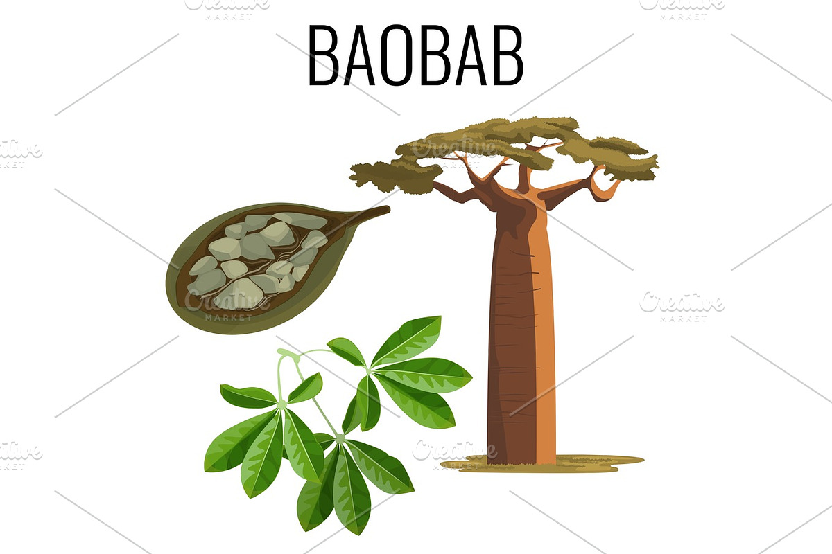 African baobab tree and fruit with seeds color icon emblem in Illustrations - product preview 8