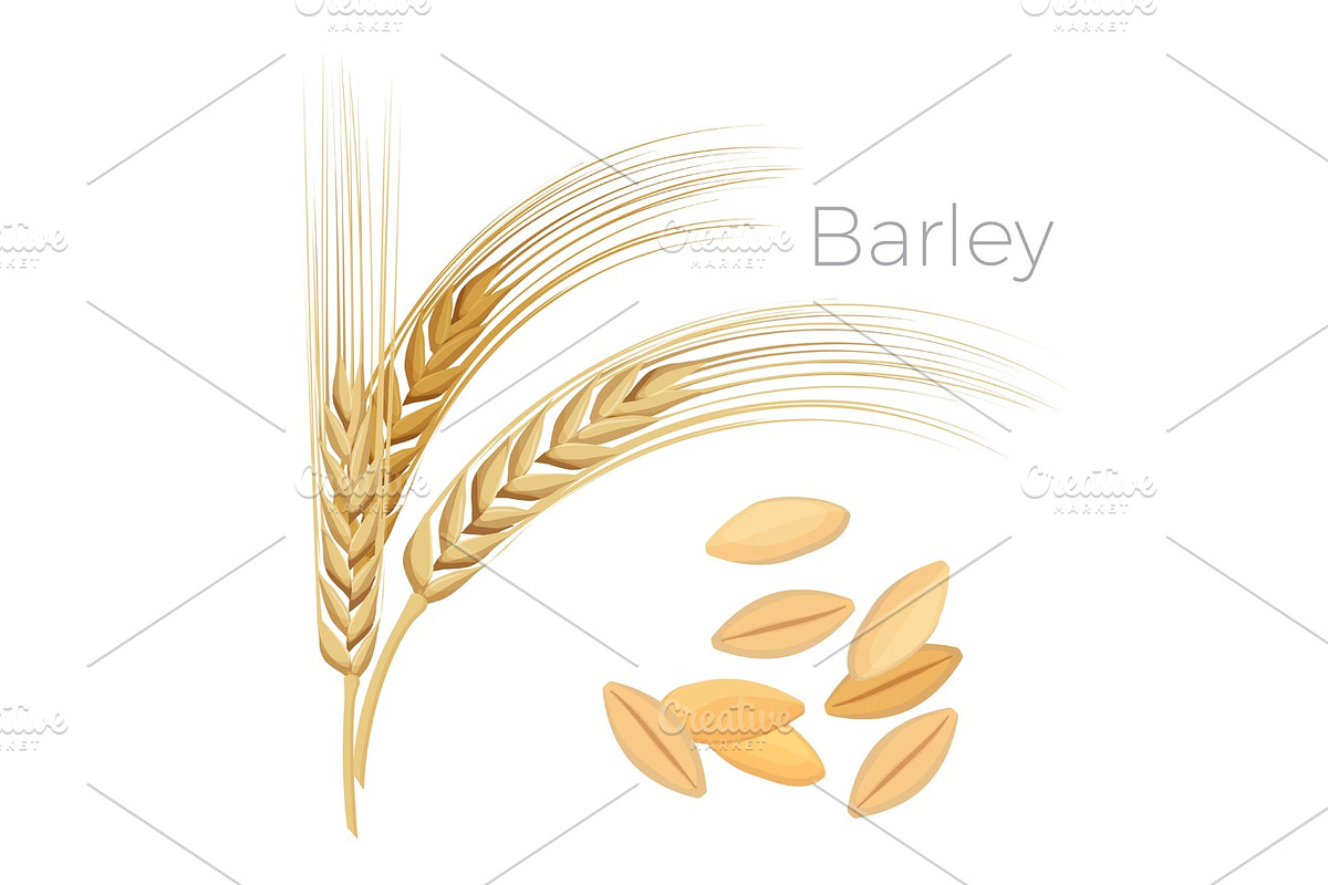 Barley, ears of wheat. Cereals with grains isolated on white in Illustrations - product preview 8