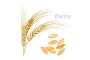 Barley, ears of wheat. Cereals with grains isolated on white