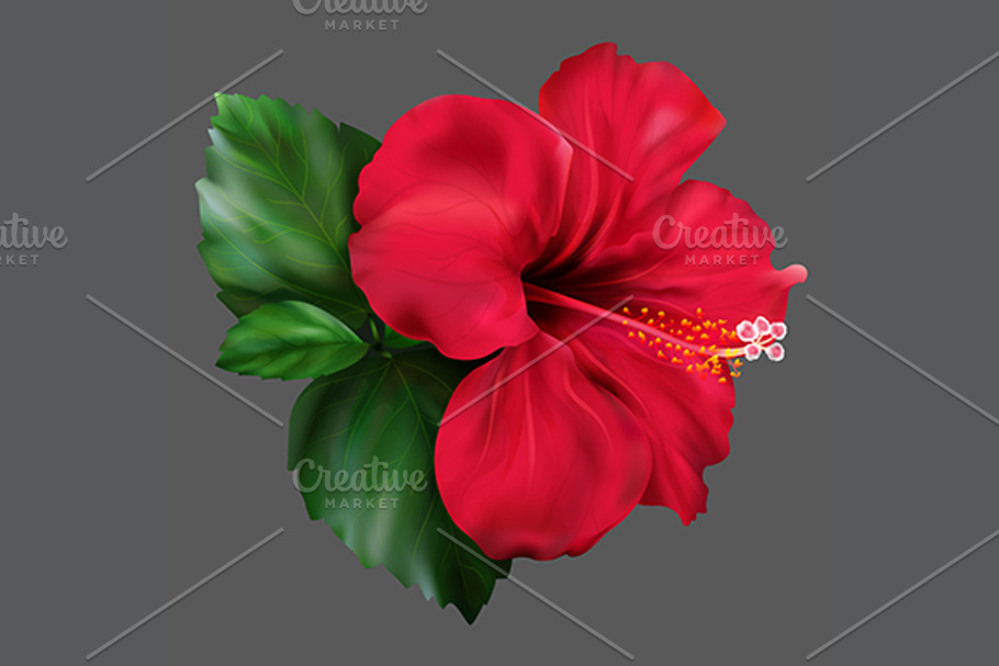 Red hibiscus flower isolated vector