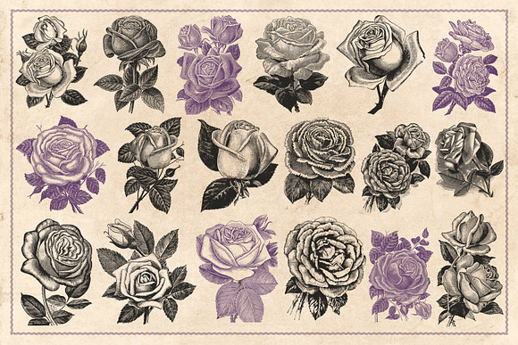 70 Vintage Rose Illustrations in Illustrations - product preview 2