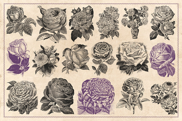 70 Vintage Rose Illustrations in Illustrations - product preview 3