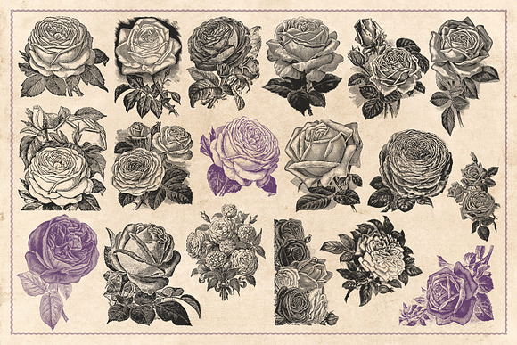 70 Vintage Rose Illustrations in Illustrations - product preview 4