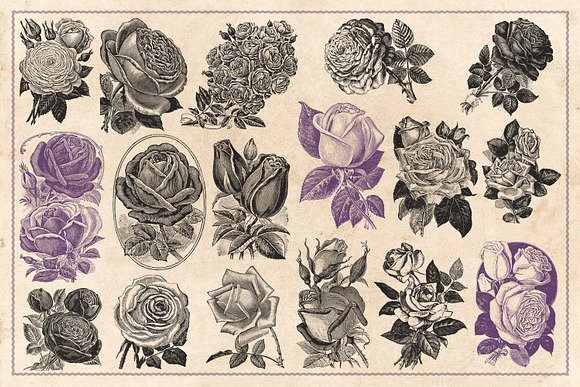 70 Vintage Rose Illustrations in Illustrations - product preview 5