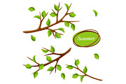 Summer set with branches of tree and green leaves. Seasonal illustration