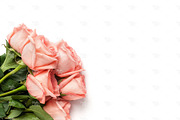 Pink roses stock photography #5589